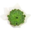 alternate arrangement view