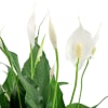 alternate arrangement view