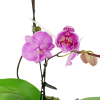 alternate arrangement view