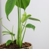 alternate arrangement view