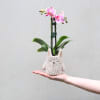 alternate arrangement view