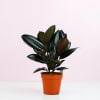 alternate arrangement view