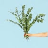 Dried Eucalyptus Gum Bunch - Standard (thumbnail 2 of 2)