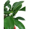 alternate arrangement view