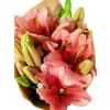 alternate arrangement view