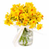 Jumping Jonquils - Standard (thumbnail 1 of 2)