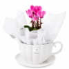 A Cupful Of Cyclamen - Standard (thumbnail 1 of 3)