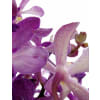 alternate arrangement view