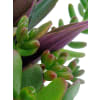 alternate arrangement view