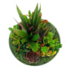 alternate arrangement view