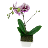 alternate arrangement view