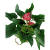 alternate arrangement view
