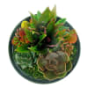 alternate arrangement view