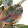 alternate arrangement view