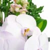 alternate arrangement view
