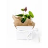 Gift Boxed Anthurium Plant - Standard (thumbnail 1 of 3)
