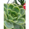 alternate arrangement view