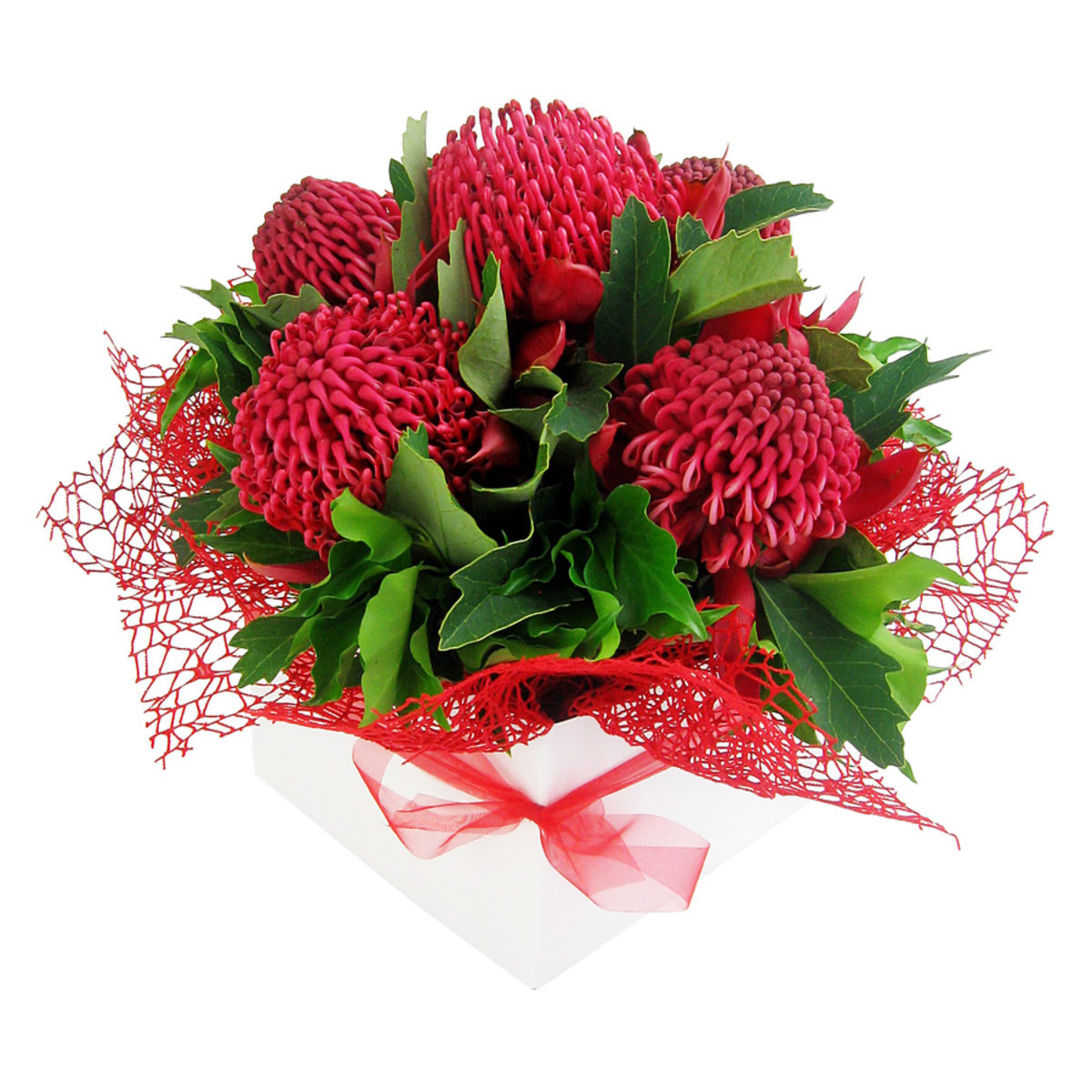 Waratah box Flowers Across Sydney
