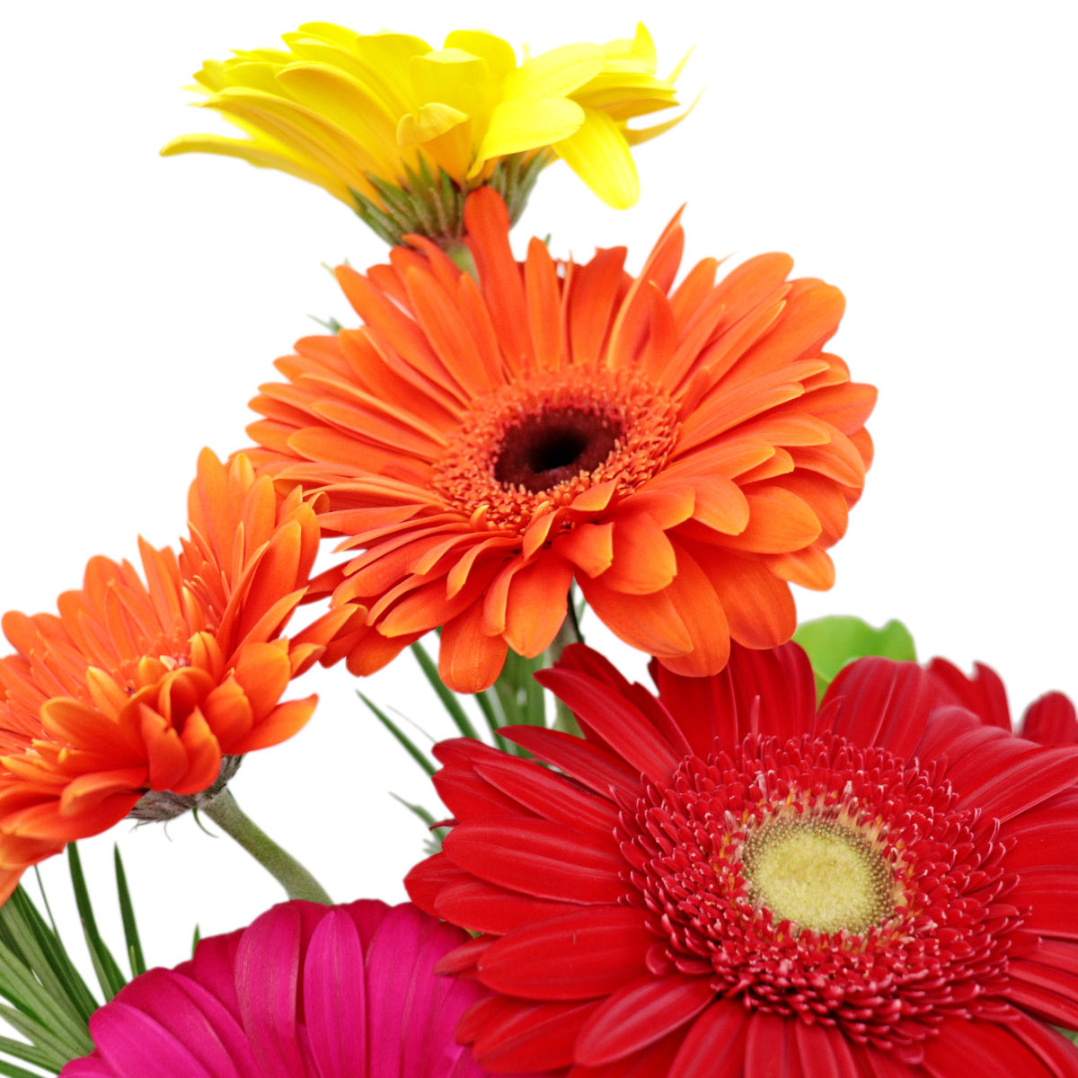 Contemporary Gerbera Vase | Online Florist