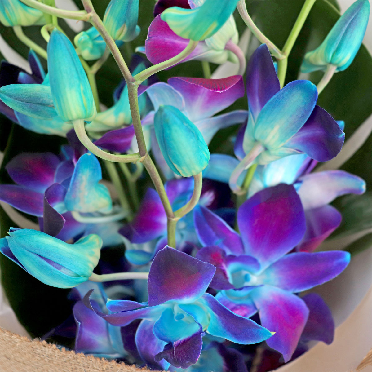 Blue Orchid Bunch  Flowers Delivered Sydney