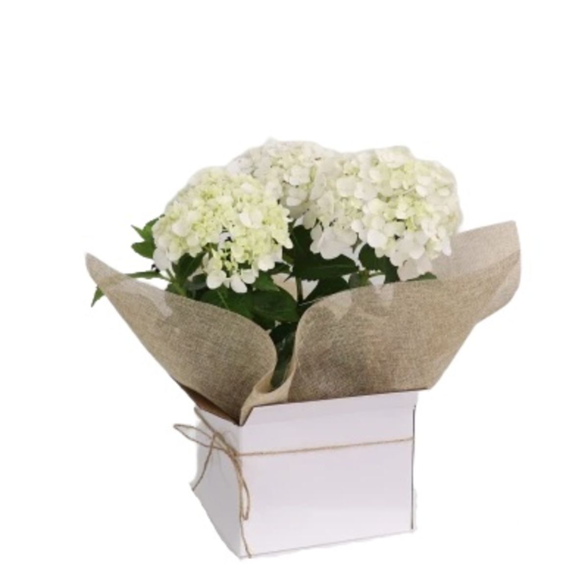 Gift Boxed Potted Hydrangea Flowers Delivered Sydney