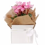 Gift Boxed Cyclamen - Standard