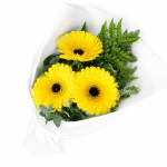 Gerbera Gems Posy - Standard