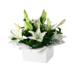 Pure Elegance White Lily Flower Box - Standard