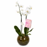 Birthday Orchid Plant In Glass Fish Bowl - Standard