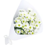 White Chrysanthemum Bunch - Standard