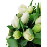 White Tulip Bunch - Deluxe