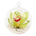 Green Orchid Orb  - Standard