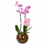 Birthday Orchid Plant In Glass Fish Bowl - Standard