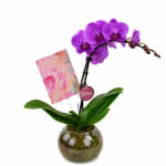 Birthday Orchid Plant In Glass Fish Bowl - Standard