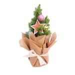 Living Potted Christmas Tree - Premium
