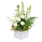 Purr Fection - Premium