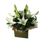 Elegance - Premium