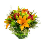 Wilderness - Standard