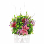 Botanique - Standard