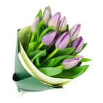 Purple Tulips - Premium