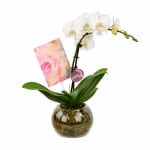 Birthday Orchid Plant In Glass Fish Bowl - Standard