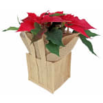Xmas Poinsettia - Deluxe