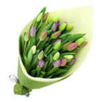 Mixed Pastels Tulip Bunch - Standard
