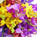 Orchid Bunch - Standard