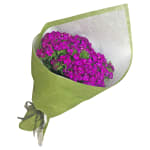 Sweet William - Deluxe