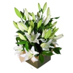 Elegance - Premium