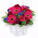 Painted Lady - Standard