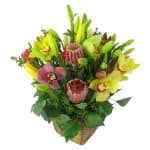 Wilderness - Standard