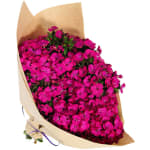 Sweet William - Deluxe