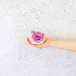 Preserved Purple Rose Orb - Standard